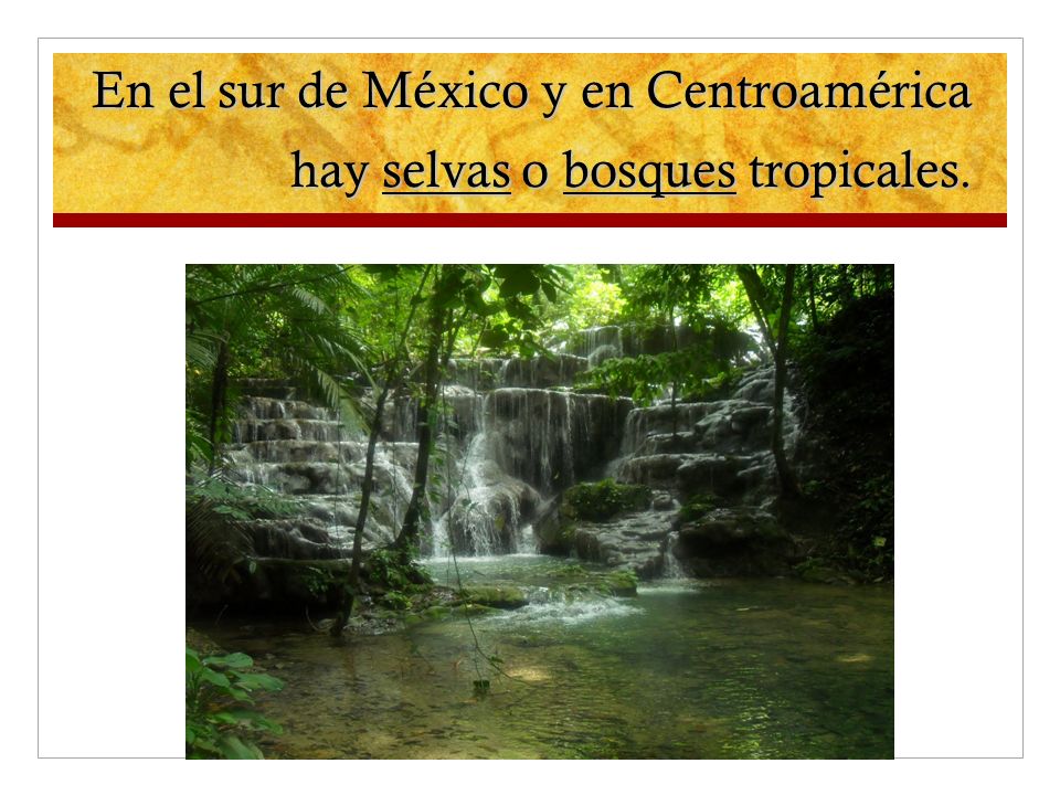 En el sur de México y en Centroamérica hay selvas o bosques tropicales.