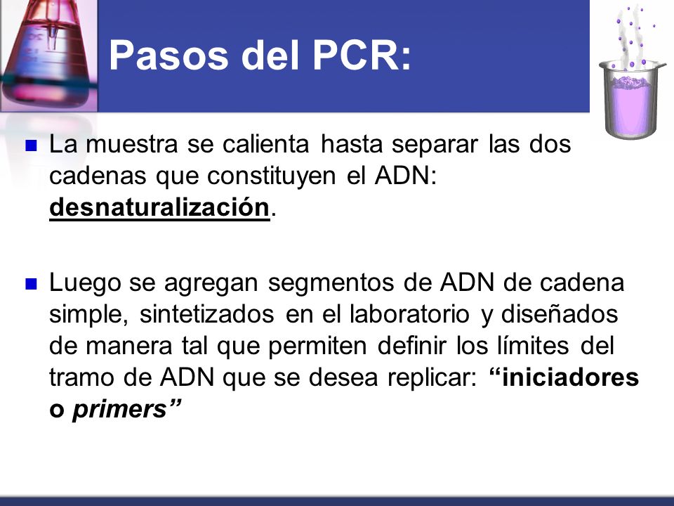 Pasos del PCR: La muestra se calienta hasta separar las dos cadenas que constituyen el ADN: desnaturalización.