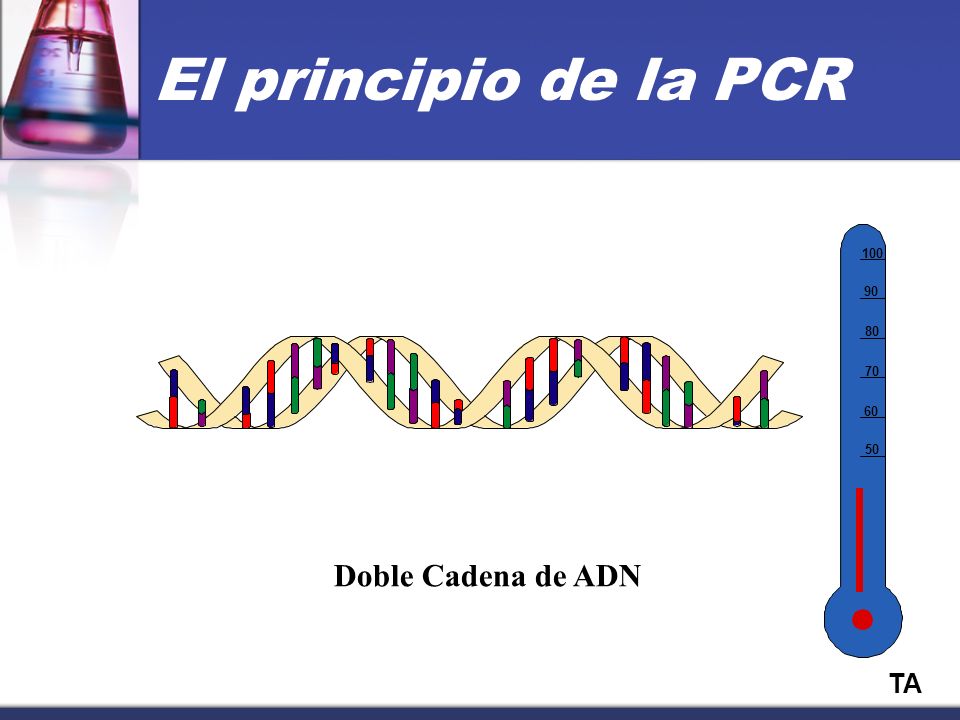 El principio de la PCR Doble Cadena de ADN TA
