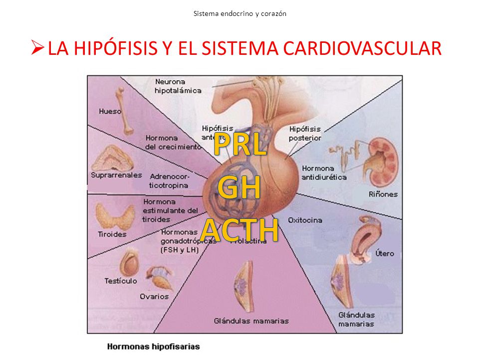 Sistema endocrino y corazón