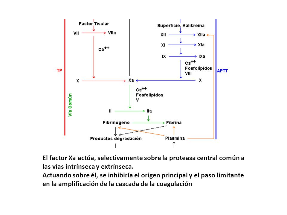 El factor Xa actúa, selectivamente sobre la proteasa central común a las vías intrínseca y extrínseca.