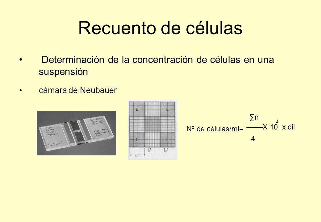 Recuento de células Determinación de la concentración de células en una suspensión. cámara de Neubauer.