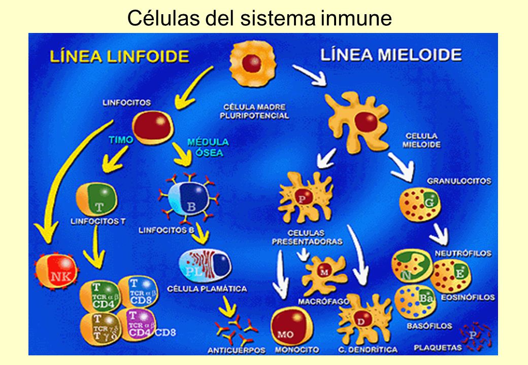 Células del sistema inmune