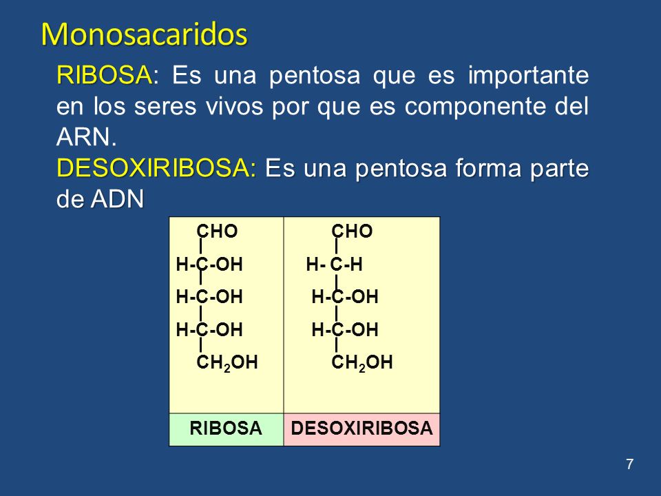 Monosacaridos RIBOSA: Es una pentosa que es importante en los seres vivos por que es componente del ARN.
