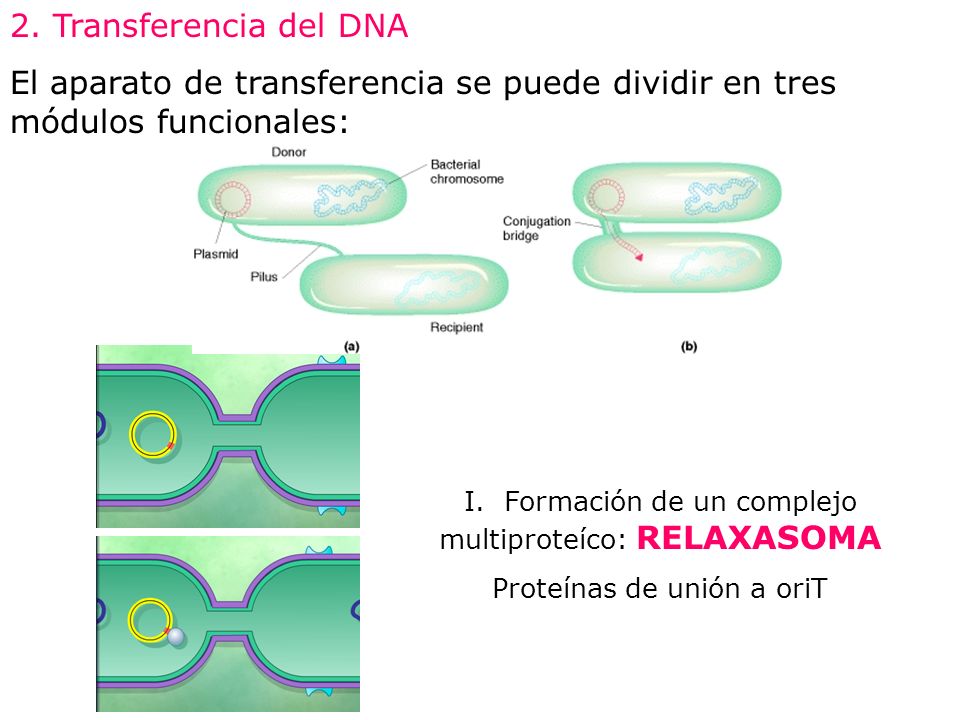 2. Transferencia del DNA El aparato de transferencia se puede dividir en tres módulos funcionales: