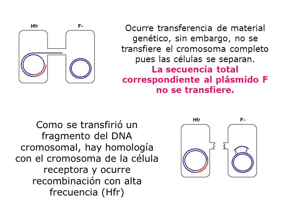 Ocurre transferencia de material genético, sin embargo, no se transfiere el cromosoma completo pues las células se separan. La secuencia total correspondiente al plásmido F no se transfiere.