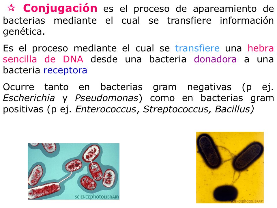  Conjugación es el proceso de apareamiento de bacterias mediante el cual se transfiere información genética.