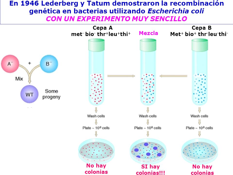 En 1946 Lederberg y Tatum demostraron la recombinación genética en bacterias utilizando Escherichia coli CON UN EXPERIMENTO MUY SENCILLO