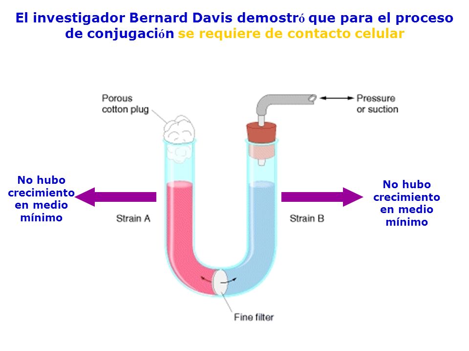 El investigador Bernard Davis demostró que para el proceso de conjugación se requiere de contacto celular
