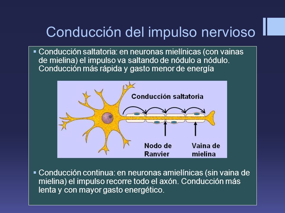 Conducción del impulso nervioso
