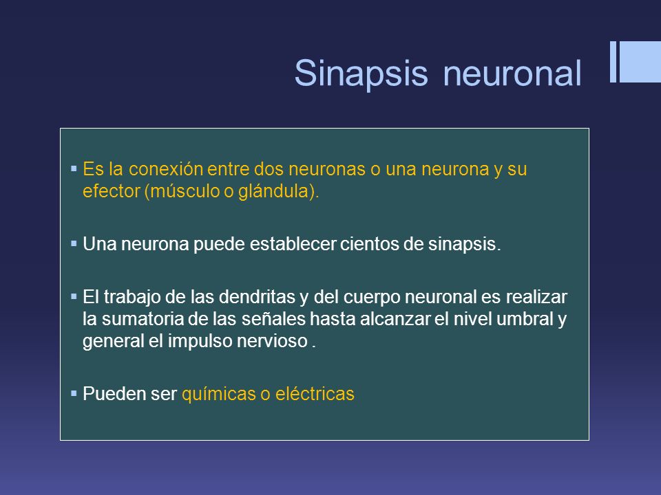 Sinapsis neuronal Es la conexión entre dos neuronas o una neurona y su efector (músculo o glándula).