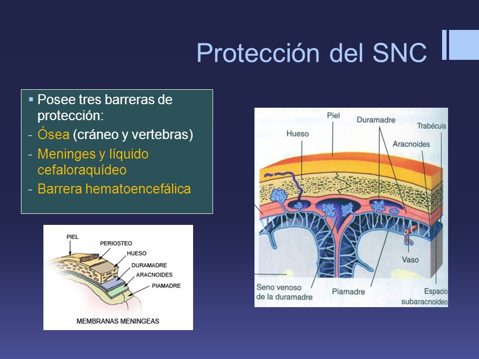 Protección del SNC Posee tres barreras de protección: