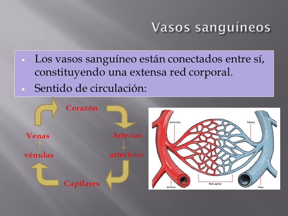 Vasos sanguíneos Los vasos sanguíneo están conectados entre sí, constituyendo una extensa red corporal.