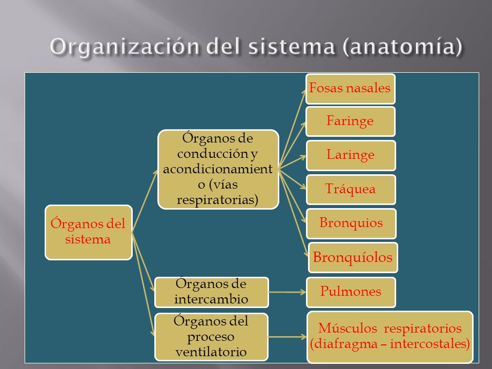 Organización del sistema (anatomía)