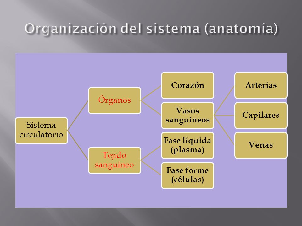 Organización del sistema (anatomía)