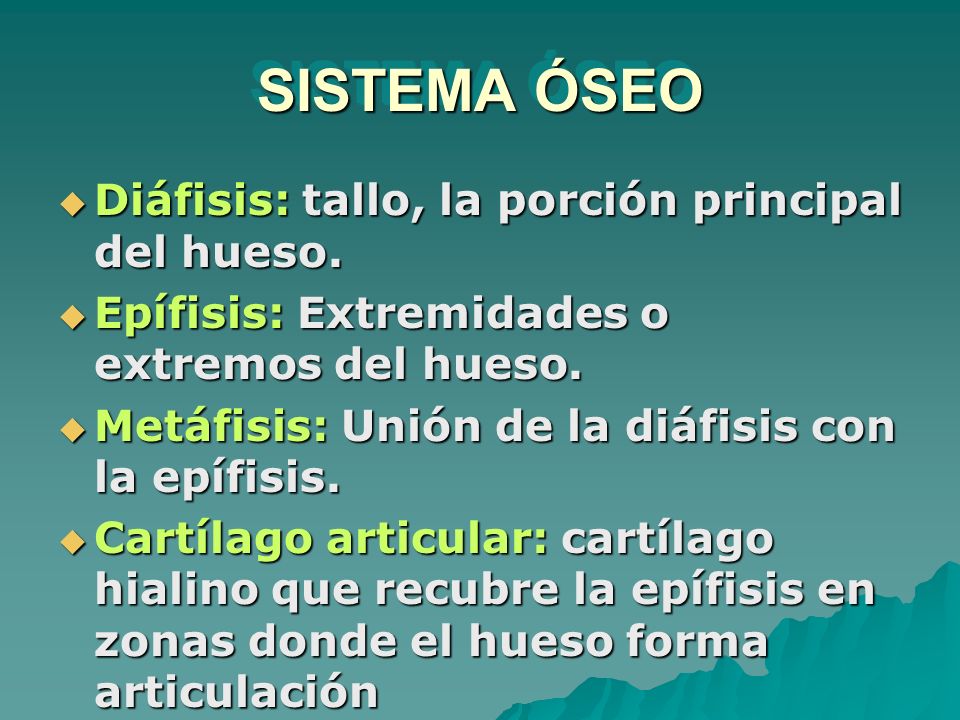 SISTEMA ÓSEO Diáfisis: tallo, la porción principal del hueso.
