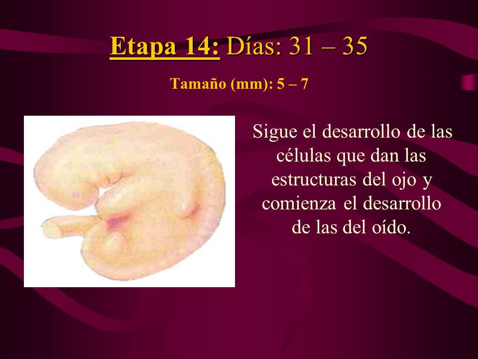 Etapa 14: Días: 31 – 35 Tamaño (mm): 5 – 7