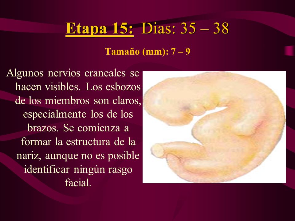 Etapa 15: Dias: 35 – 38 Tamaño (mm): 7 – 9
