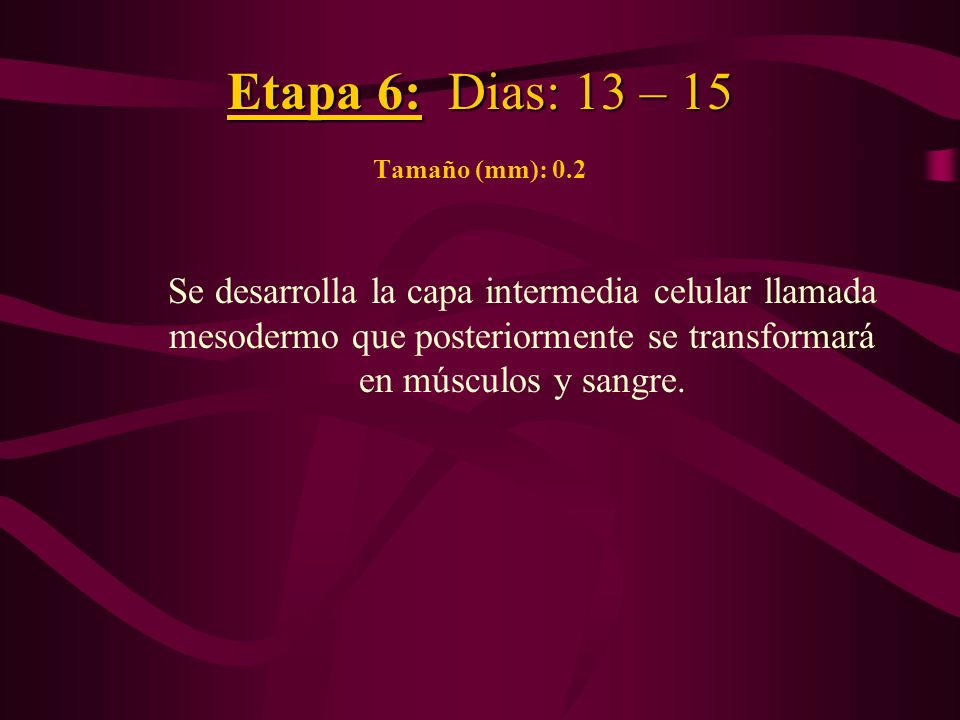 Etapa 6: Dias: 13 – 15 Tamaño (mm): 0.2