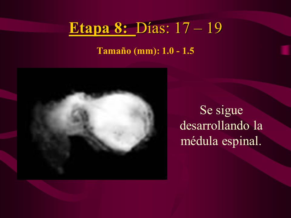Etapa 8: Días: 17 – 19 Tamaño (mm):