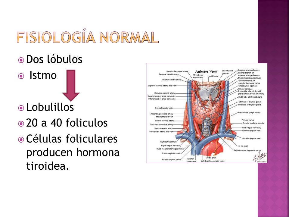 Fisiología normal Dos lóbulos Istmo Lobulillos 20 a 40 foliculos
