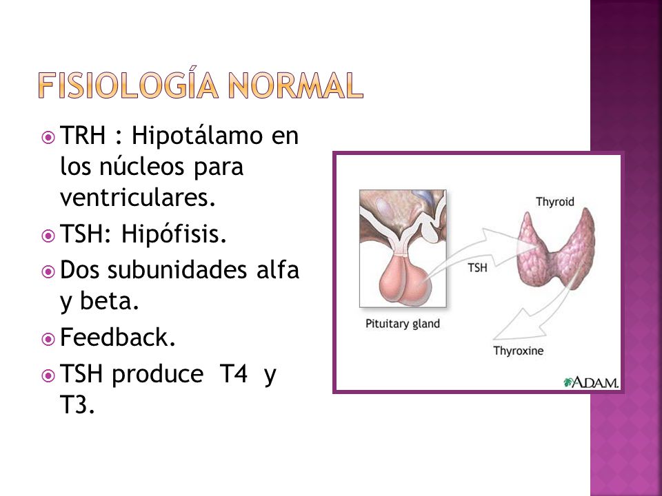 Fisiología normal TRH : Hipotálamo en los núcleos para ventriculares.