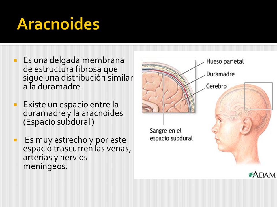 Aracnoides Es una delgada membrana de estructura fibrosa que sigue una distribución similar a la duramadre.
