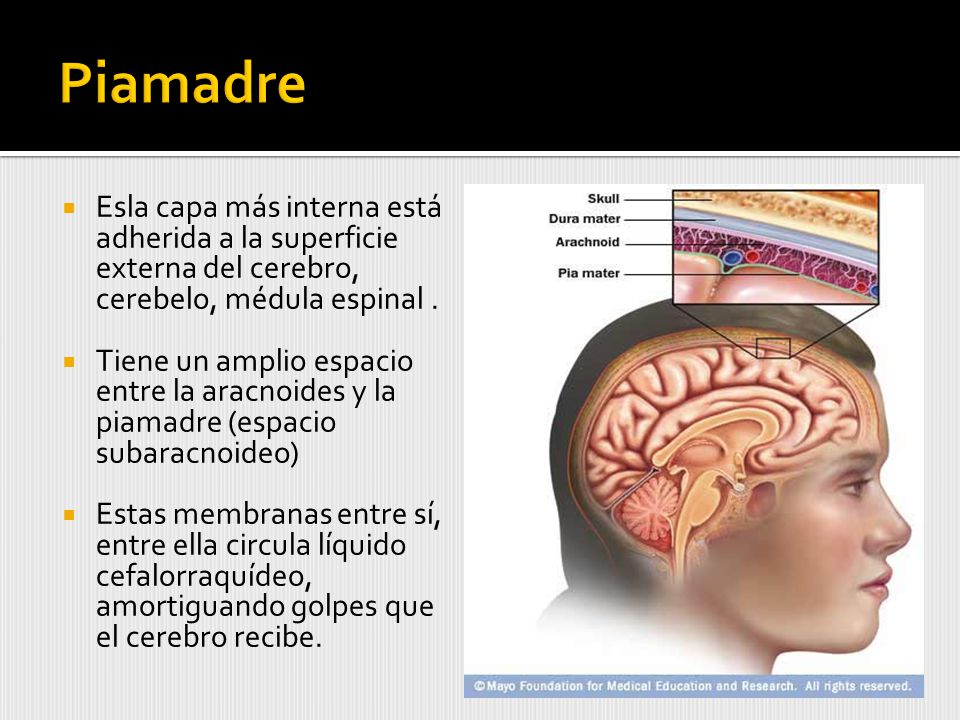 Piamadre Esla capa más interna está adherida a la superficie externa del cerebro, cerebelo, médula espinal .