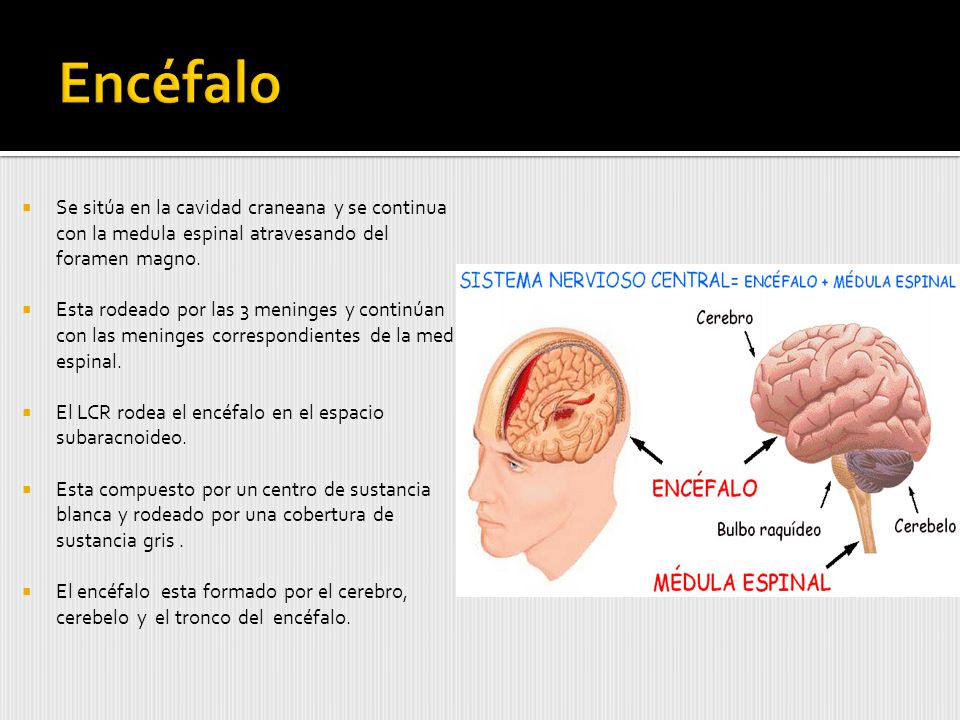 Encéfalo Se sitúa en la cavidad craneana y se continua con la medula espinal atravesando del foramen magno.
