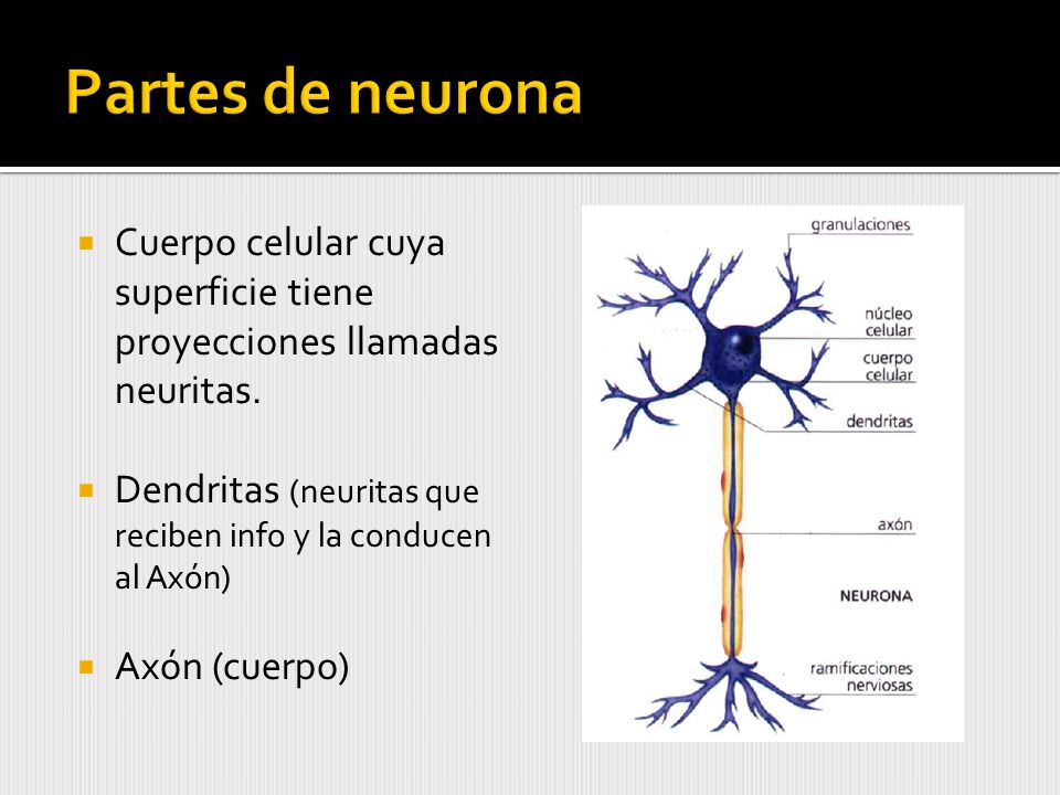 Partes de neurona Cuerpo celular cuya superficie tiene proyecciones llamadas neuritas. Dendritas (neuritas que reciben info y la conducen al Axón)