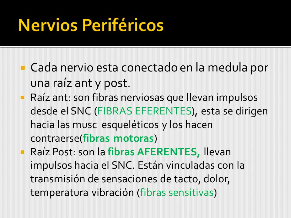 Nervios Periféricos Cada nervio esta conectado en la medula por una raíz ant y post.