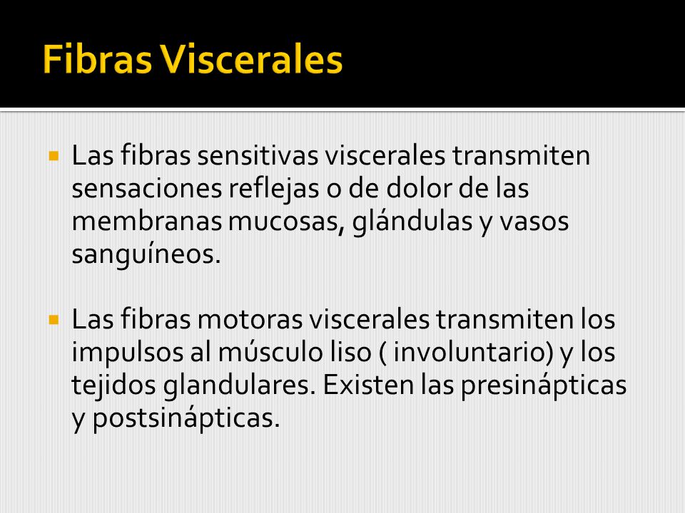 Fibras Viscerales Las fibras sensitivas viscerales transmiten sensaciones reflejas o de dolor de las membranas mucosas, glándulas y vasos sanguíneos.