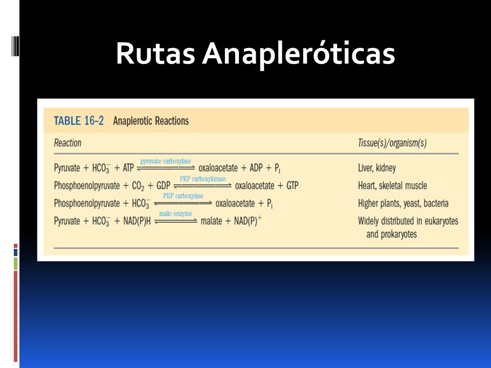 Rutas Anapleróticas La rutas anapleróticas-restablecen los niveles de lo intermediaros del ciclo para mantener los sustratos.