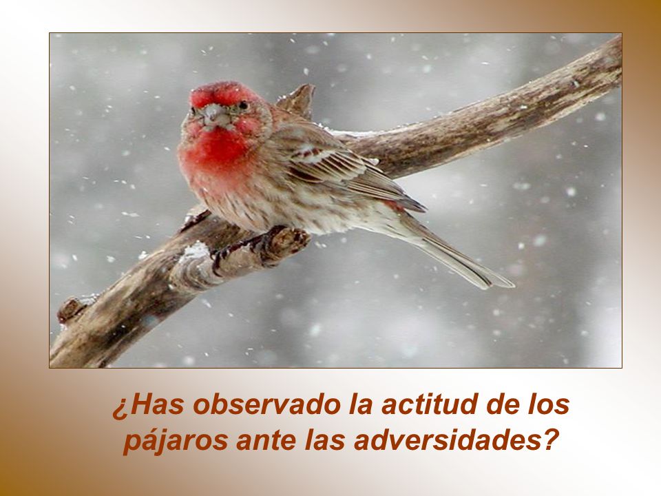 ¿Has observado la actitud de los pájaros ante las adversidades