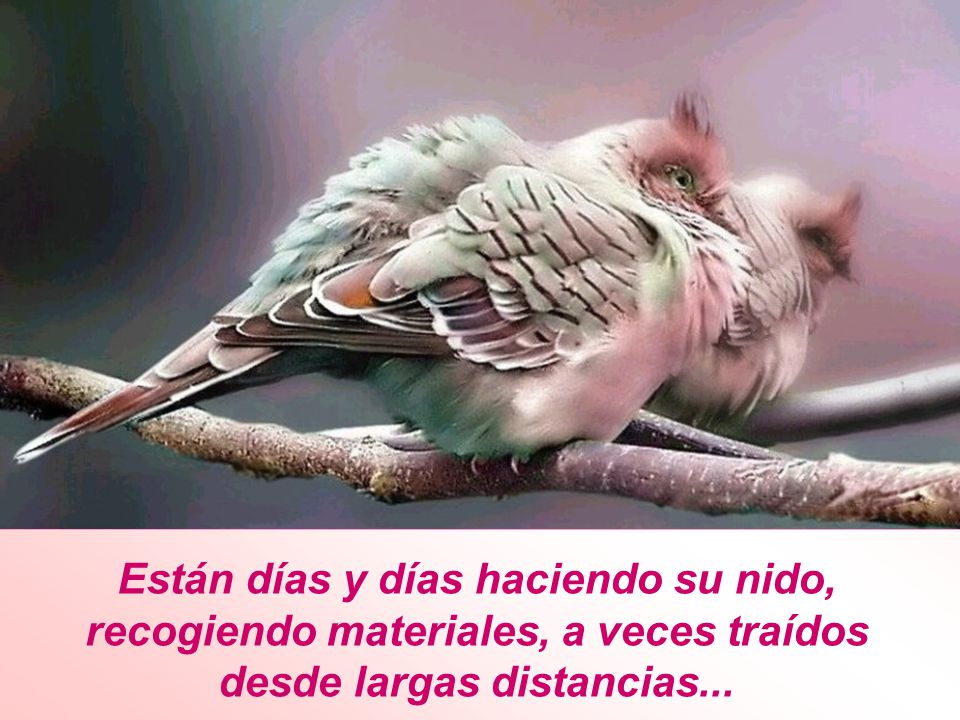 Están días y días haciendo su nido,