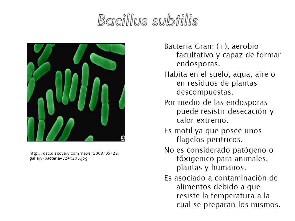 Bacteria Gram (+), aerobio facultativo y capaz de formar endosporas.