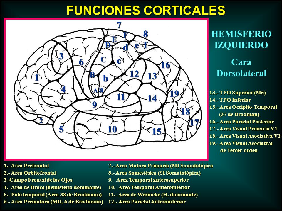 FUNCIONES CORTICALES 7 8 HEMISFERIO IZQUIERDO Cara Dorsolateral e f d