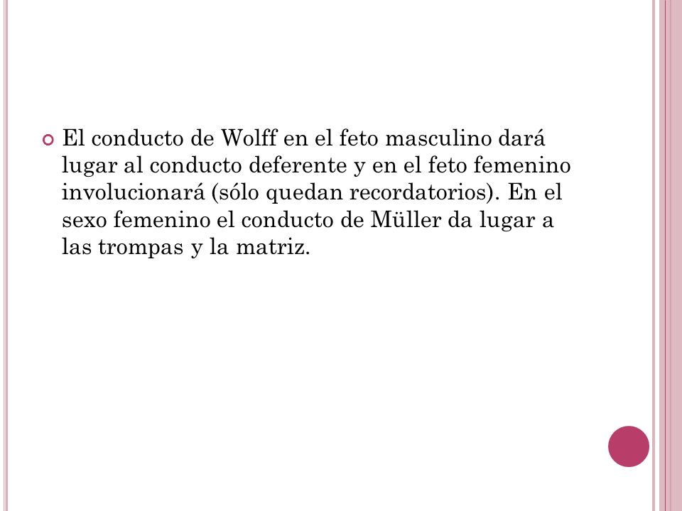 El conducto de Wolff en el feto masculino dará lugar al conducto deferente y en el feto femenino involucionará (sólo quedan recordatorios).