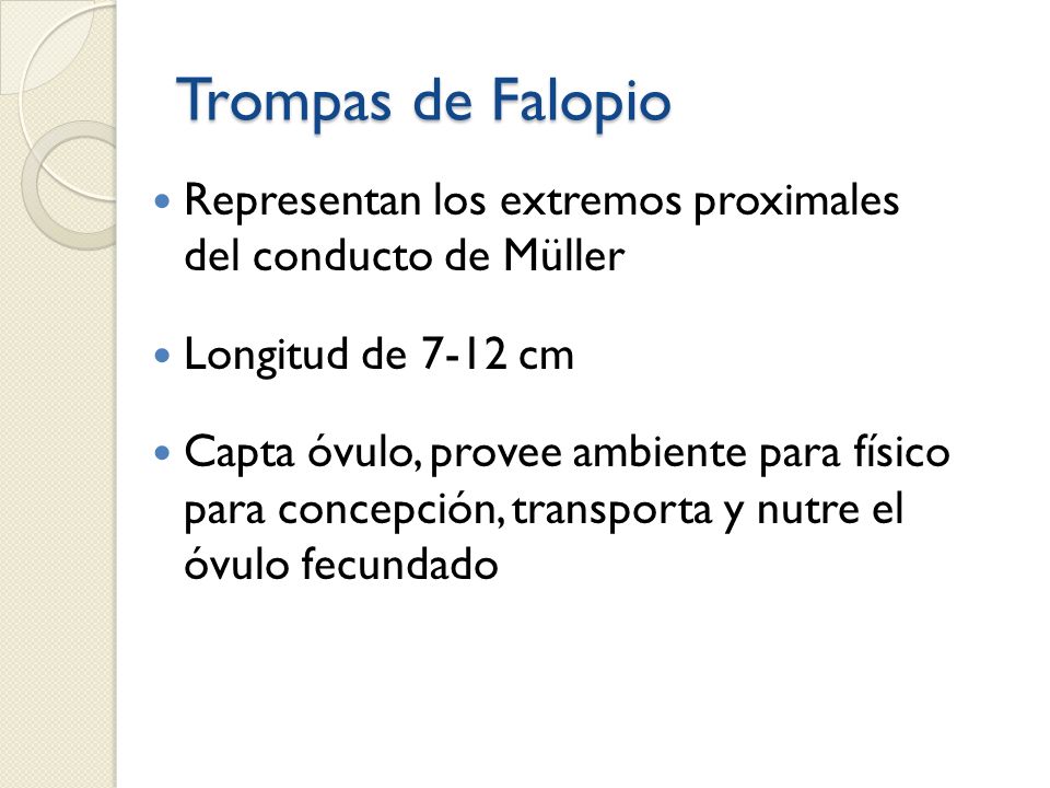 Trompas de Falopio Representan los extremos proximales del conducto de Müller. Longitud de 7-12 cm.