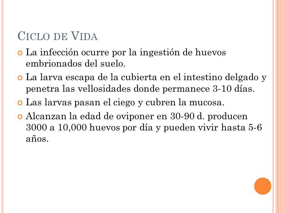 Ciclo de Vida La infección ocurre por la ingestión de huevos embrionados del suelo.