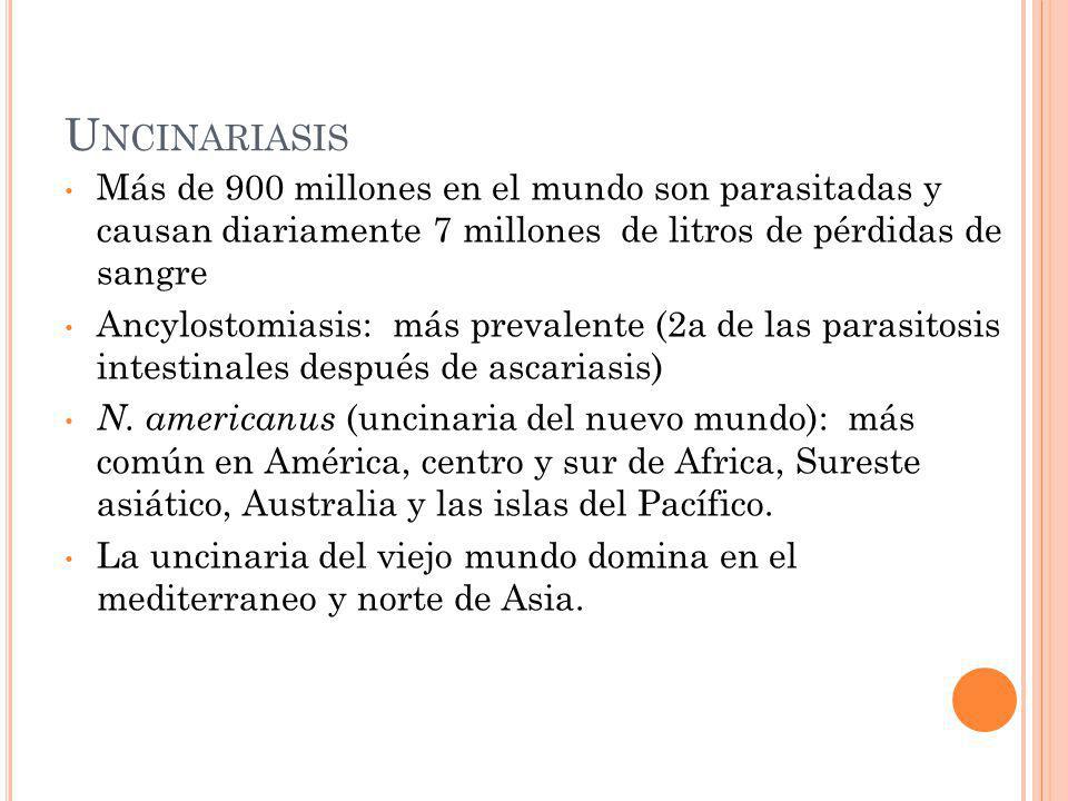 Uncinariasis Más de 900 millones en el mundo son parasitadas y causan diariamente 7 millones de litros de pérdidas de sangre.