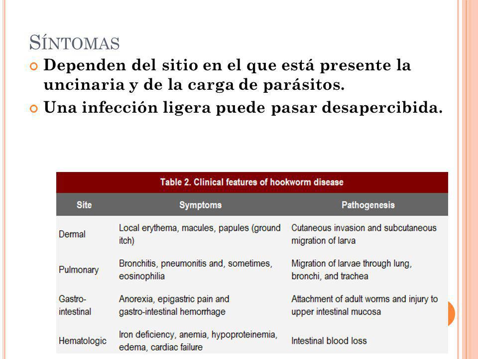 Síntomas Dependen del sitio en el que está presente la uncinaria y de la carga de parásitos.