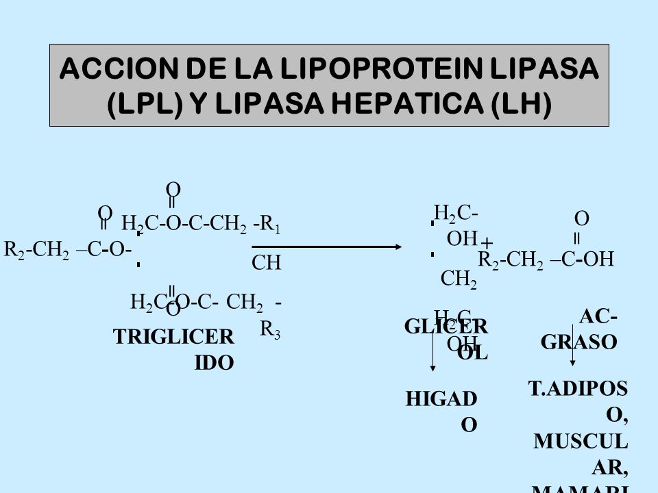 ACCION DE LA LIPOPROTEIN LIPASA (LPL) Y LIPASA HEPATICA (LH)
