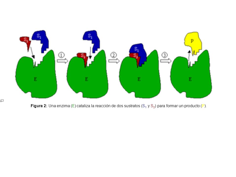 Figura 2: Una enzima (E) cataliza la reacción de dos sustratos (S1 y S2) para formar un producto (P).