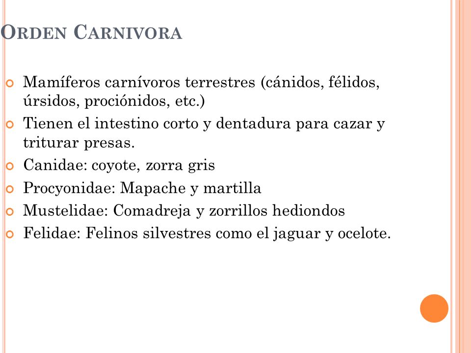 Orden Carnivora Mamíferos carnívoros terrestres (cánidos, félidos, úrsidos, prociónidos, etc.)