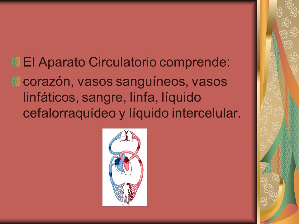 El Aparato Circulatorio comprende: