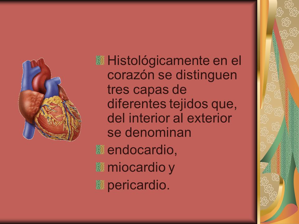 Histológicamente en el corazón se distinguen tres capas de diferentes tejidos que, del interior al exterior se denominan