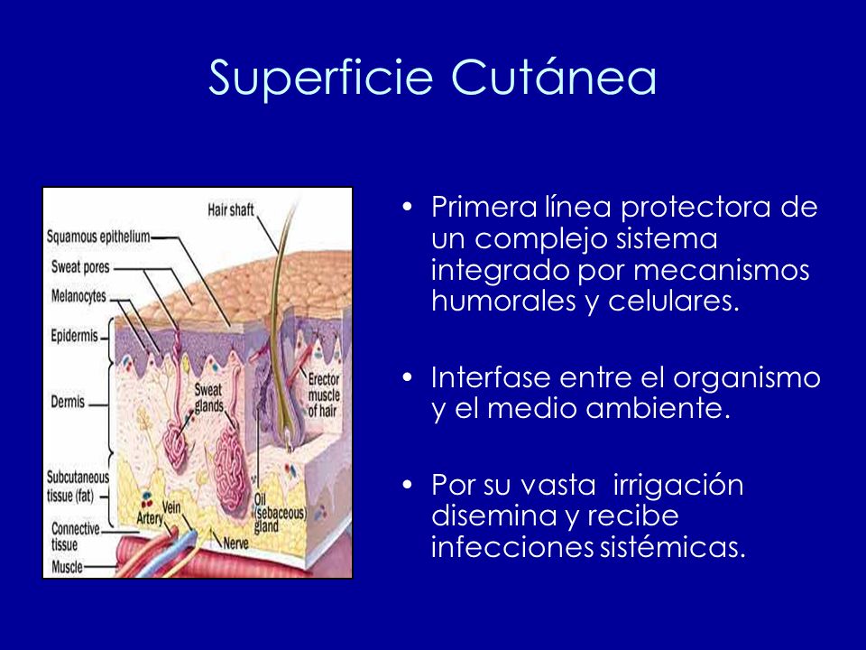 Superficie Cutánea Primera línea protectora de un complejo sistema integrado por mecanismos humorales y celulares.