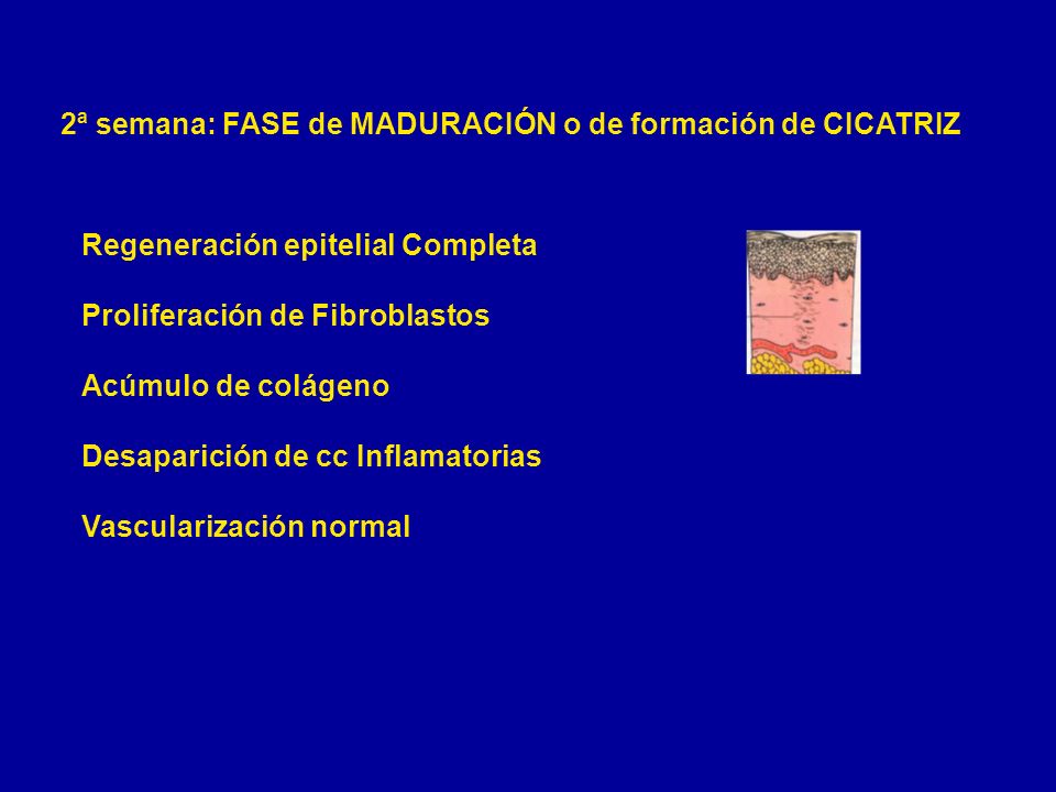 2ª semana: FASE de MADURACIÓN o de formación de CICATRIZ