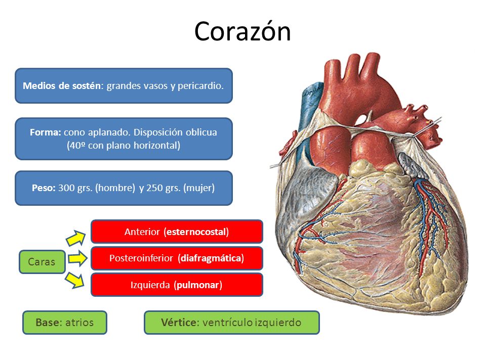 Corazón Caras Base: atrios Vértice: ventrículo izquierdo